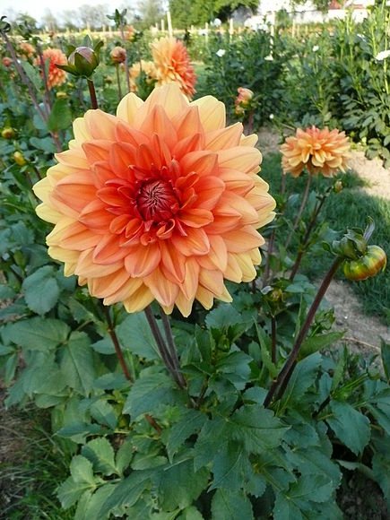 dahlia