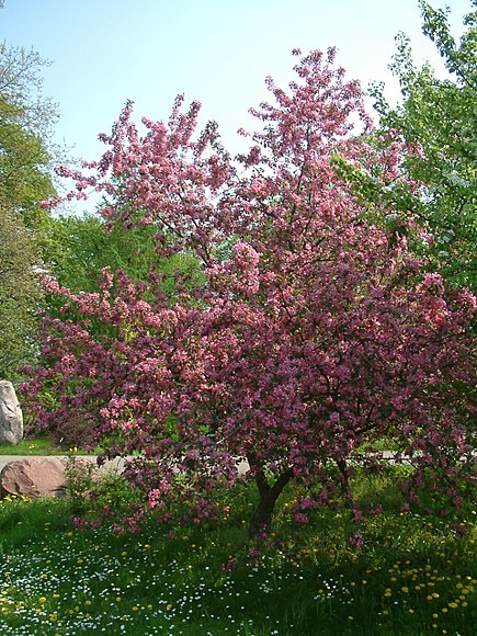 Pommier à fleurs-Malus x purpurea ‘aldenhamensis’