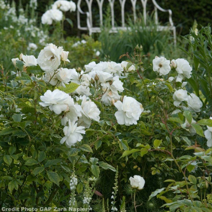 Rosier à fleurs groupées Iceberg (Fée des neiges)