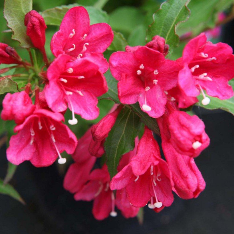 Weigelia red prince