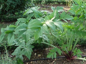 Angelica archangelica-L’angélique officinale