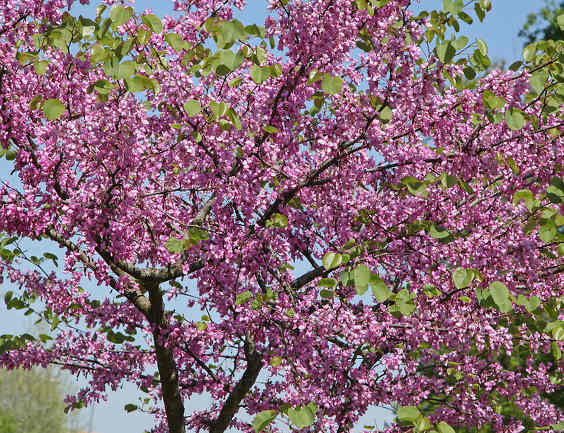 Cercis silliquastrum-arbre de judée