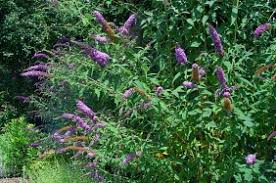 Arbre aux papillons-Buddléia du père David-Buddleia davidii