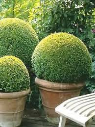 Buxus sempervirens
