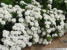 Corbeille d’argent-Thlaspi- Iberis sempervirens