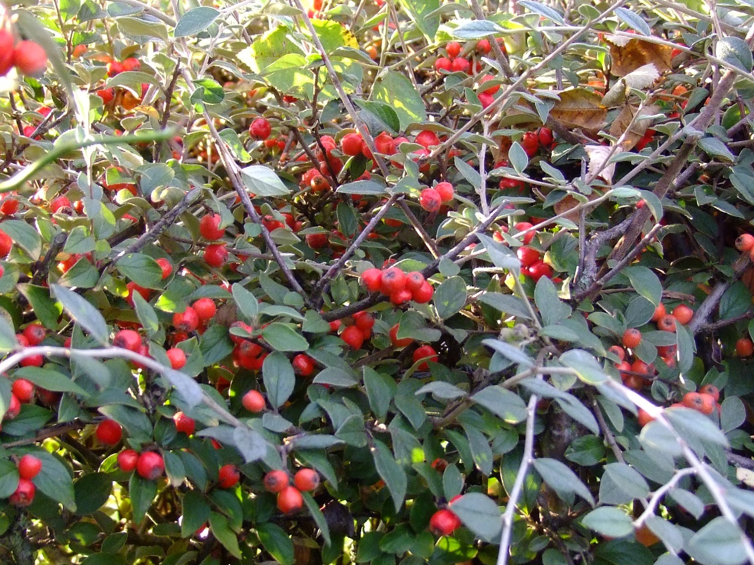 Cotoneaster franchetii-cotonéaster de Franchet