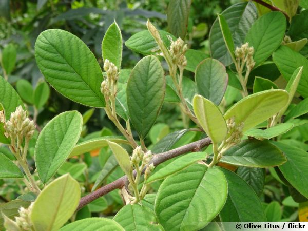 Cotonéaster de Parney- Cotonéastre laiteux-Cotoneaster lacteus