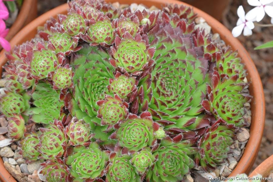 JOUBARBES-jovibarba-barbe de Jupiter