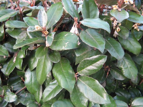 Chalef d’Ebbing- Eléagnus d’Ebbing-Elaeagnus x ebbingei Limelight