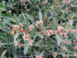 Filaire à feuilles étroites- Phillyrea angustifolia