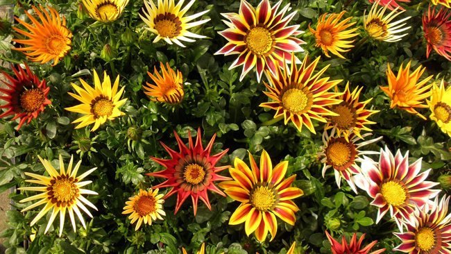 Gazania, Gazanie