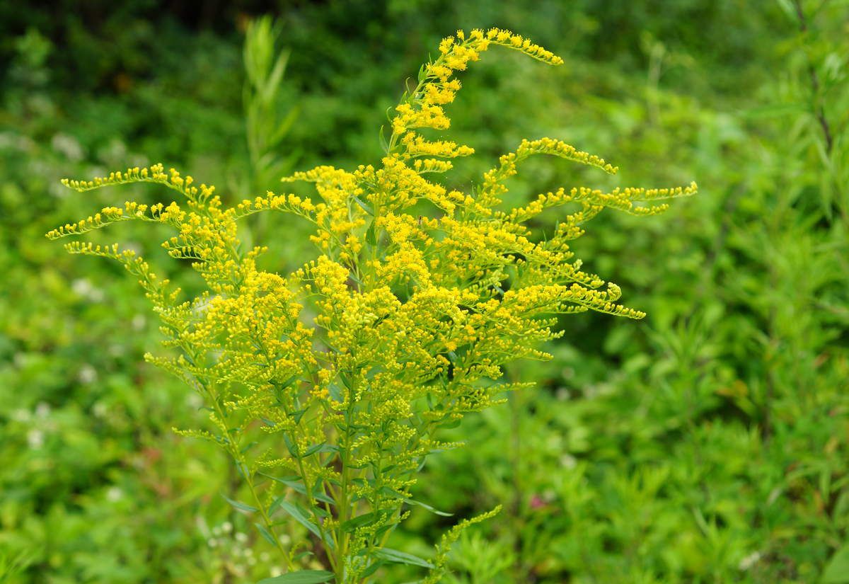 Solidago-verge d’or-gerbe d’or