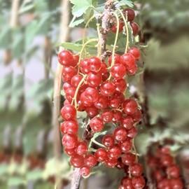Groseillier-Ribes rubrum ‘London Market’