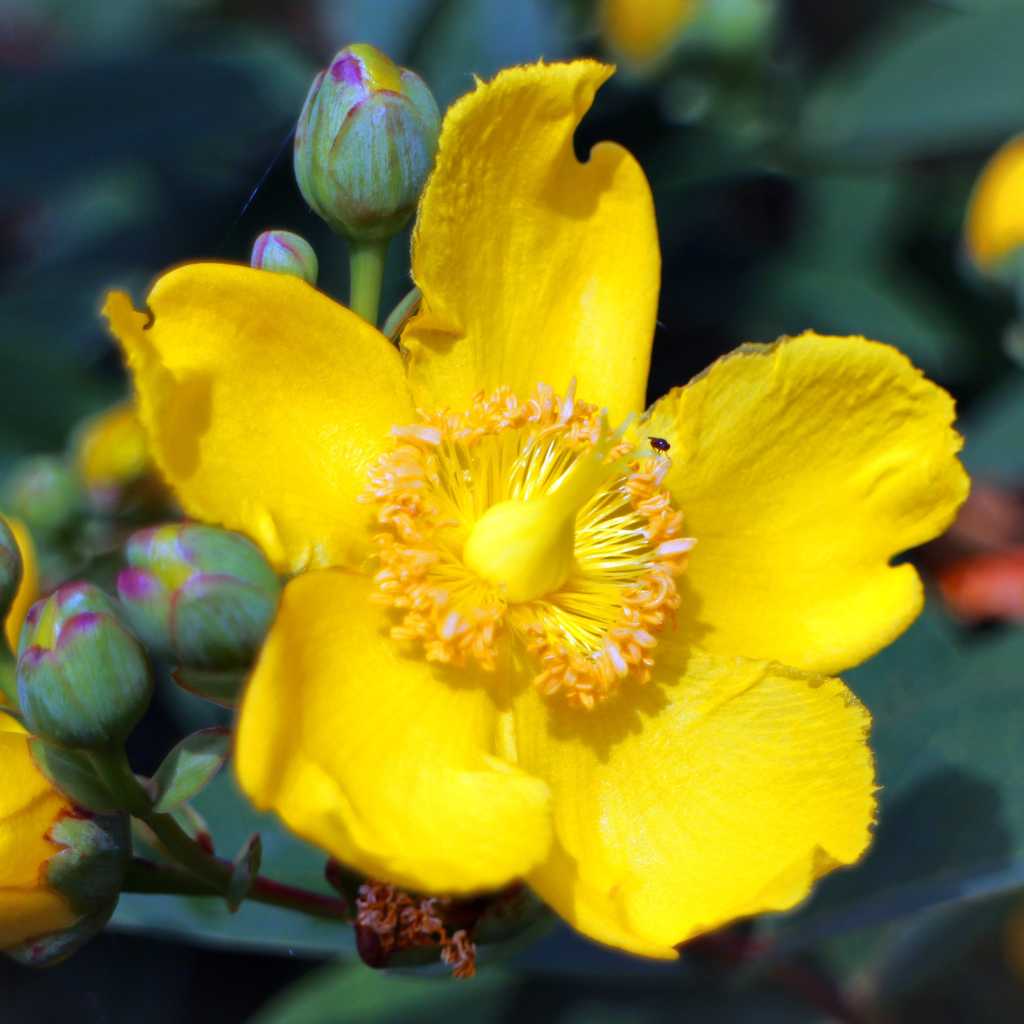 Millepertuis, Hypericum perforatum, Millepertuis commun, millepertuis officinal.