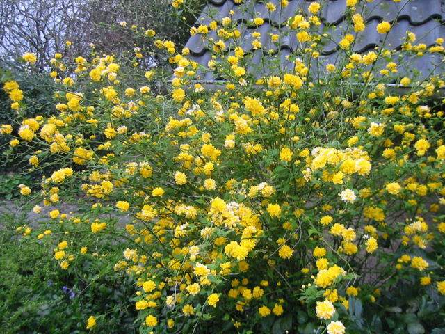 corête du Japon-Kerria japonica