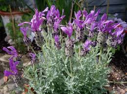 Lavande papillon, Lavande stéchade, lavande à toupet