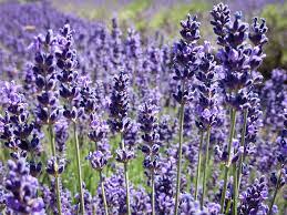 Lavandin-lavande aspic-Lavandula latifolia