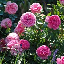 Rosier LEONARDO DA VINCI