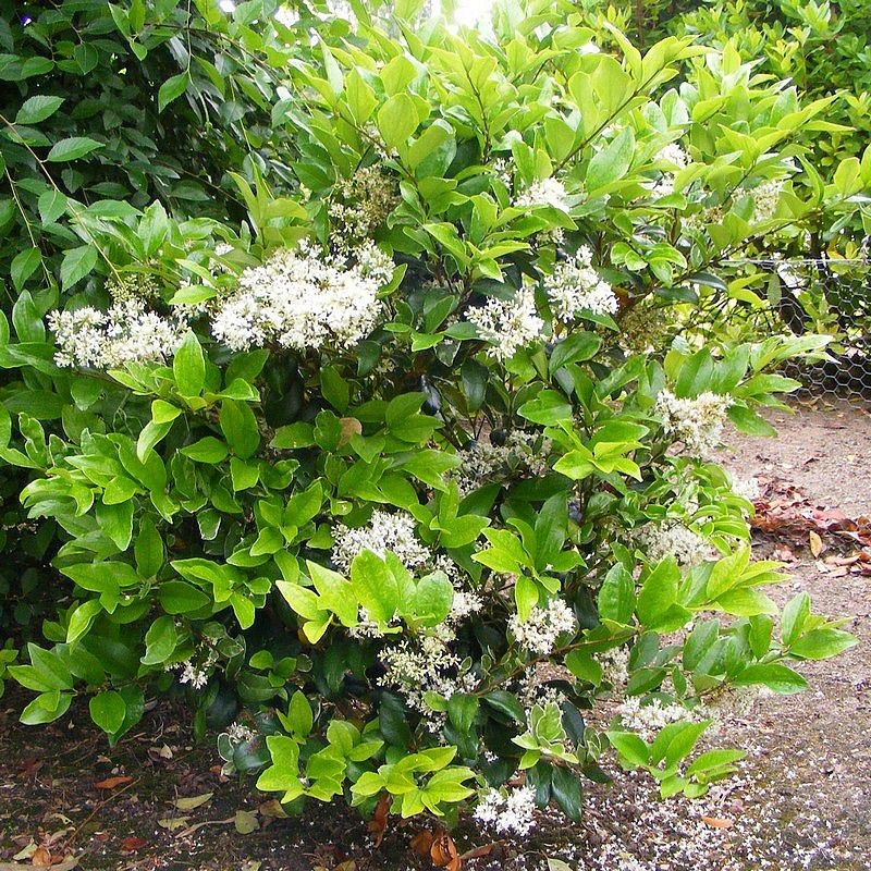 Troëne du japon-Ligustrum japonicum ‘Texanum’