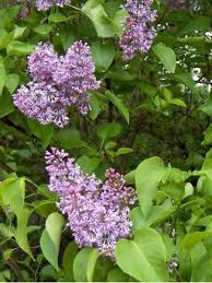 Syringa x vulgaris le lilas commun