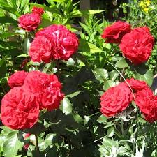 Rosier Mona lisa-Meilyxir