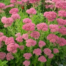 Sedum spectabile « orpin remarquable »