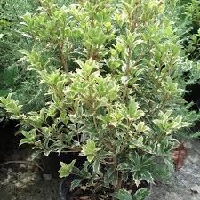 Osmanthus heterophyllus ‘Tricolor’