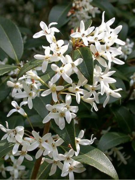 Osmanthus x burkwoodii-l’osmanthe de Burkwood,