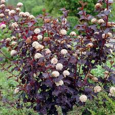 Physocarpus opulifolius-Physocarpe à feuilles d’Obier ‘Diabolo’