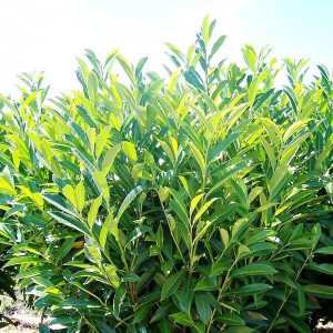 Prunus laurocerasus ‘Caucasica’ – Laurier palme du Caucase