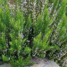 Rosmarinus officinalis – Romarin officinal