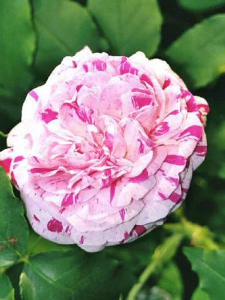 Rosier ancien Bourbon ‘Variegata di Bologna’