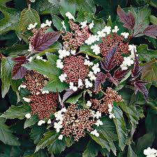 Viburnum sargentii Onondaga