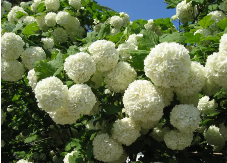 Boules de neige-viburnum opulus