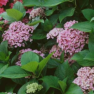 Hortensias-Hydrangea macrophylla