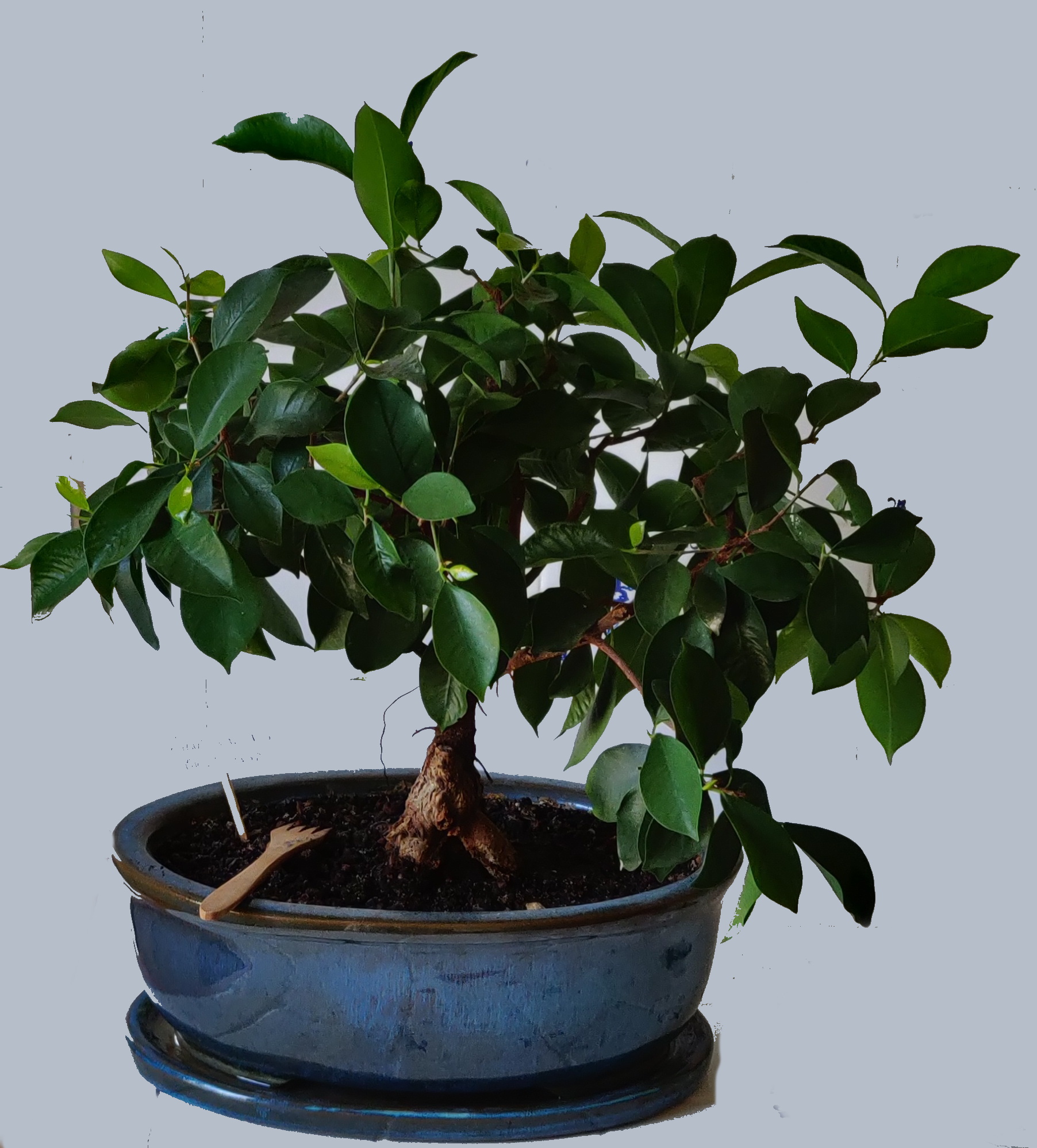 Bonsaïs ficus ginseng microcarpa