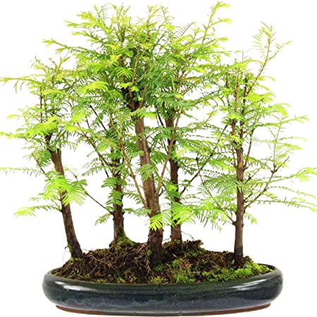 Bonsaï Metaséquoia du Sechuan