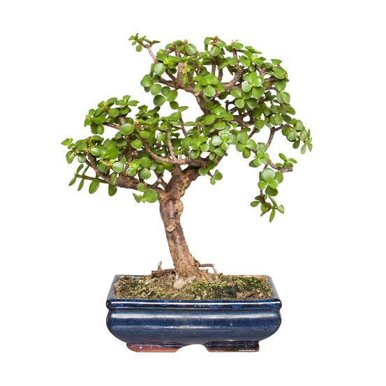 Portulacaria afra