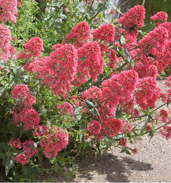 Valériane des jardins