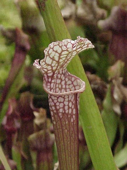 Sarracenia leucophylla
