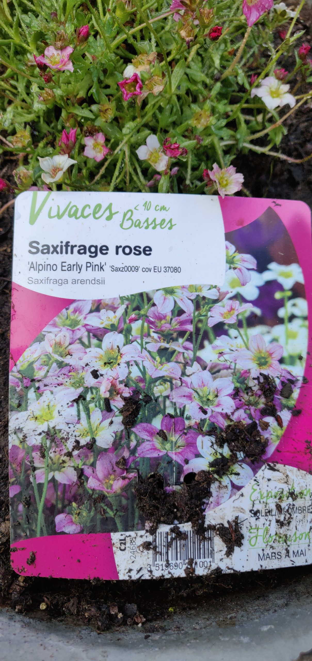 Saxifrage rose