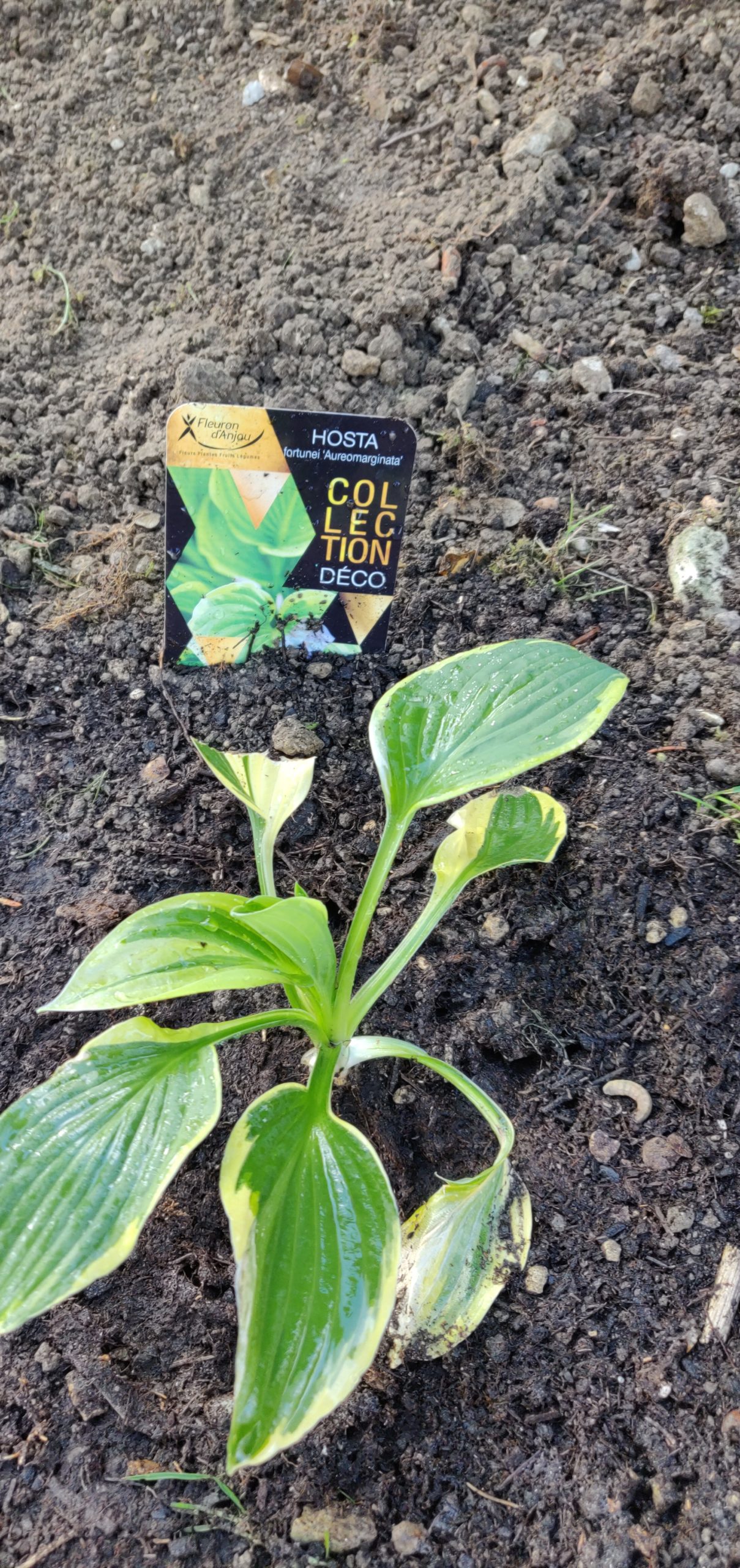 Hosta fortunei ‘Aureomarginata’