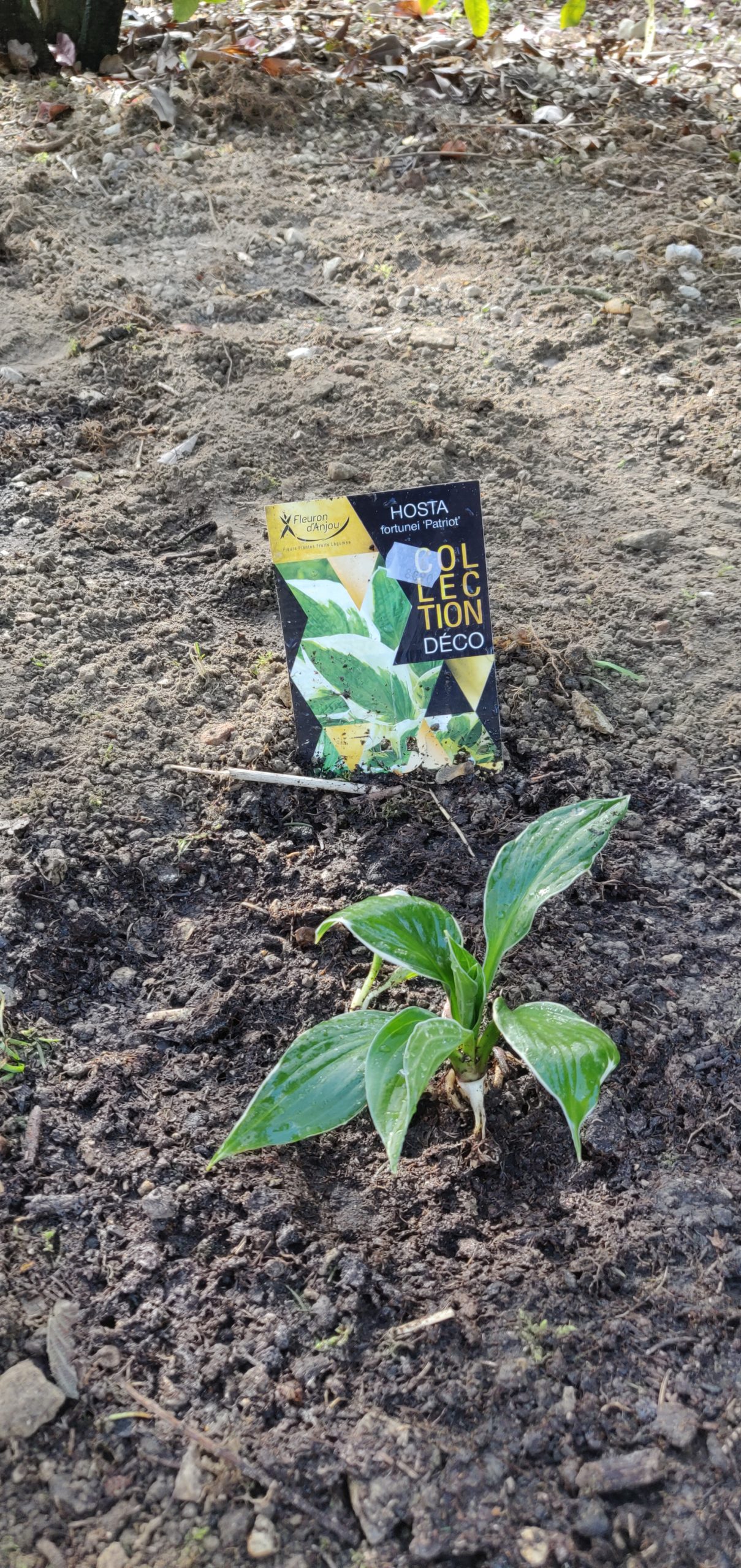 Hosta fortunei Francee