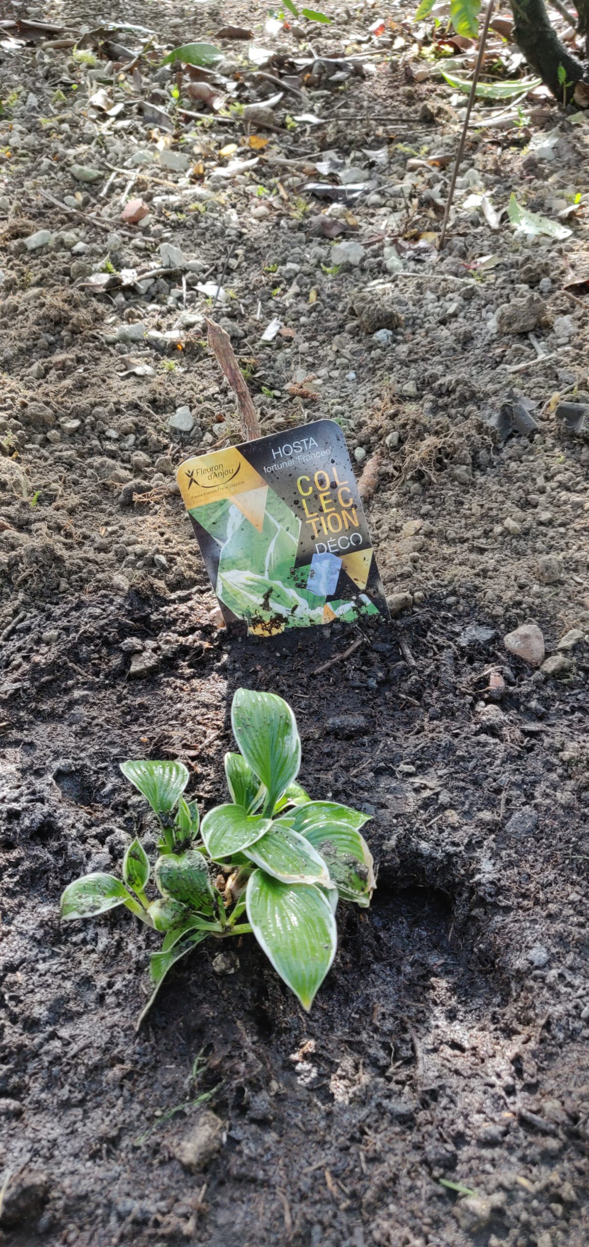 HOSTA fortunei Patriot