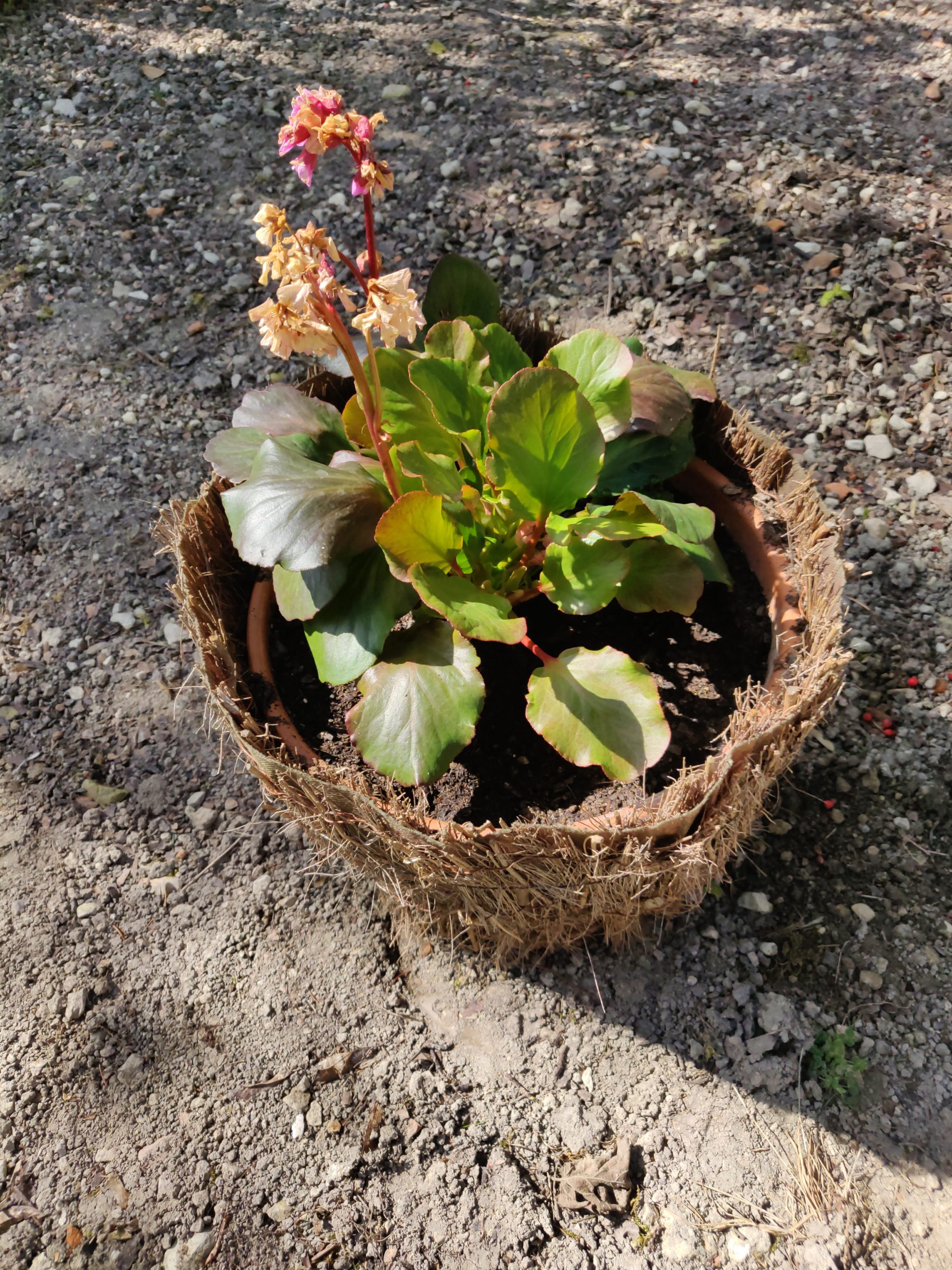 BERGENIA cordiflolia, PLANTE DU SAVETIER rouge