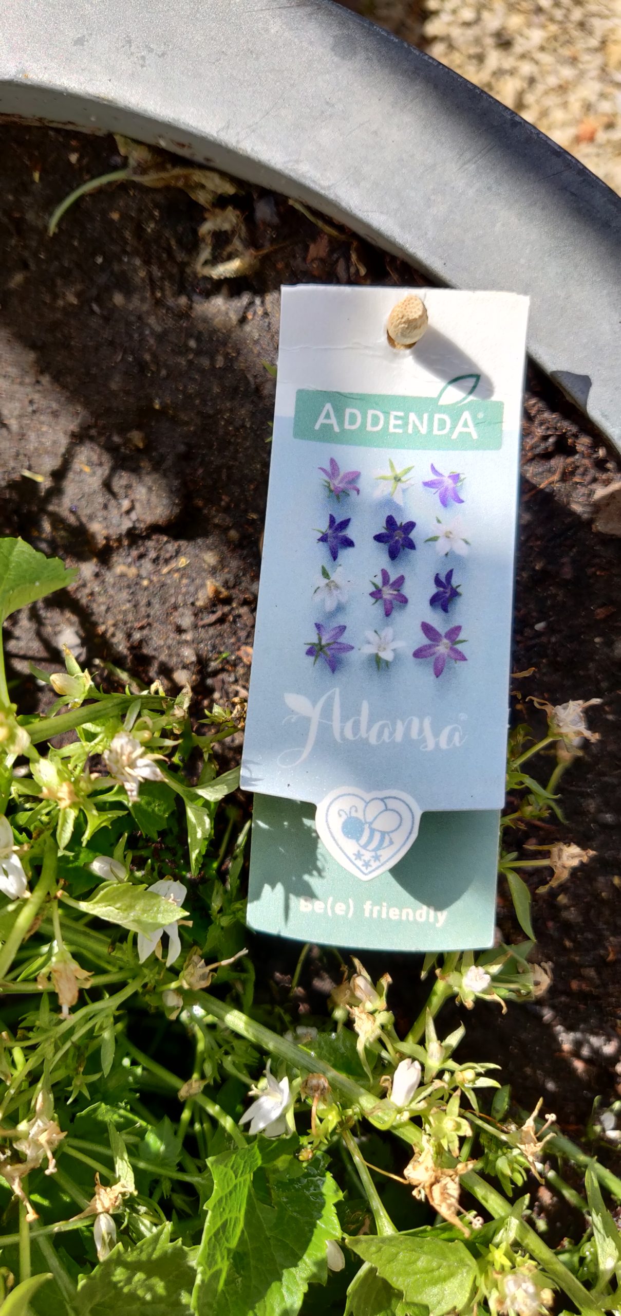 Addenda Adansa Campanule des murets