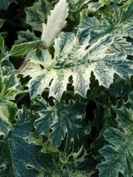 Acanthus, Acanthe ‘Whitewater’
