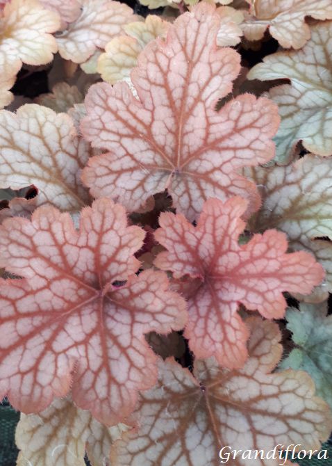 HEUCHERA, Heuchère, Désespoir du peintre Celtic sea