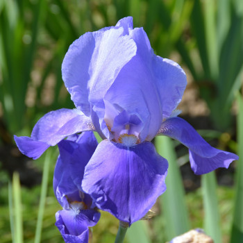 Iris de jardin Blue shimmer