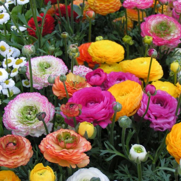 Ranunculus x ‘d’Anjou’ : renoncule des fleuristes